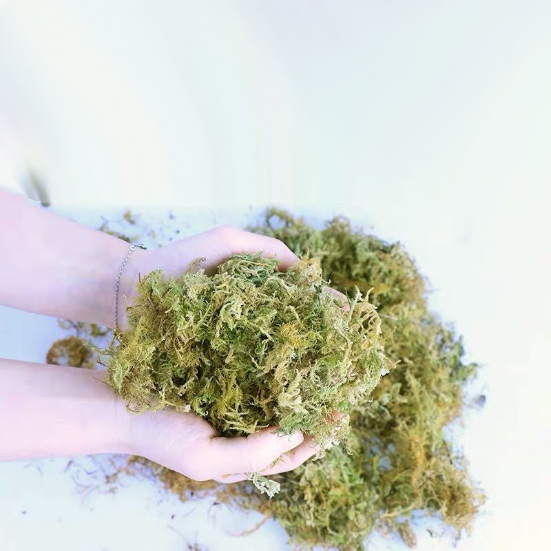 Mousse naturelle séchée pour t - Preserved Moss Sheet avis et prix